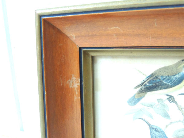 ムラサキタイヨウチョウ 鳥・印刷物・プリント・アンティーク・木製フレーム×ガラス製 オブジェ 額