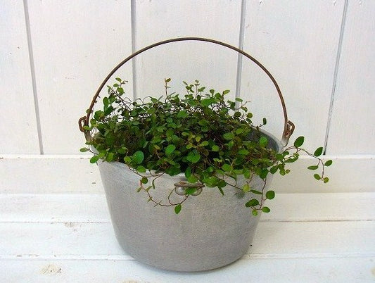 【WEAR EVER】アルミ製・アンティーク・バケツ USA