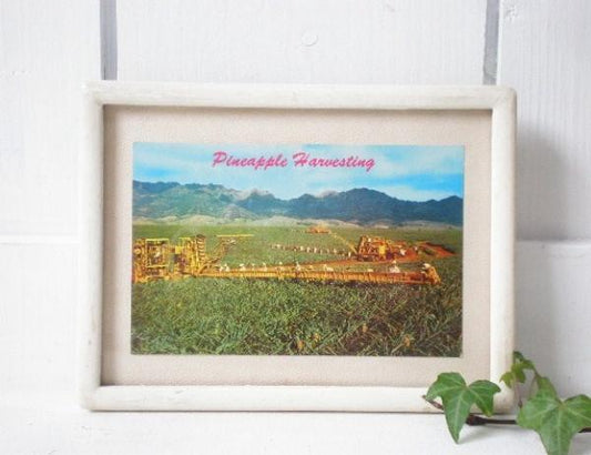 ハワイ 50’s ヴィンテージ・ポストカード 写真はがき 絵葉書 Hawaii