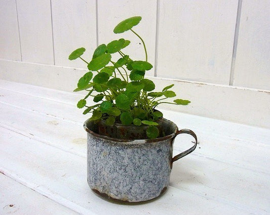 ホーロー製・アンティーク・カップ USA