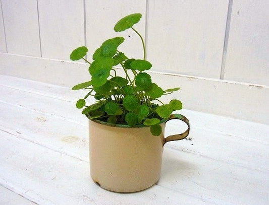 アイボリー×若草色のホーロー製・アンティーク・カップ USA