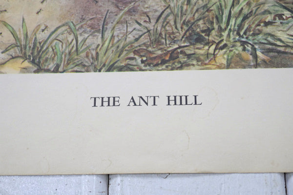 THE ANT HILL 1959年 リトグラフ ヴィンテージ アートワーク ポスター 壁飾り US