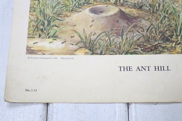 THE ANT HILL 1959年 リトグラフ ヴィンテージ アートワーク ポスター 壁飾り US