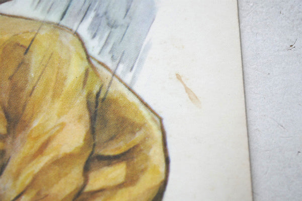 SPRING FLOWERS リトグラフ 60's ヴィンテージ アートワーク ポスター 壁飾り