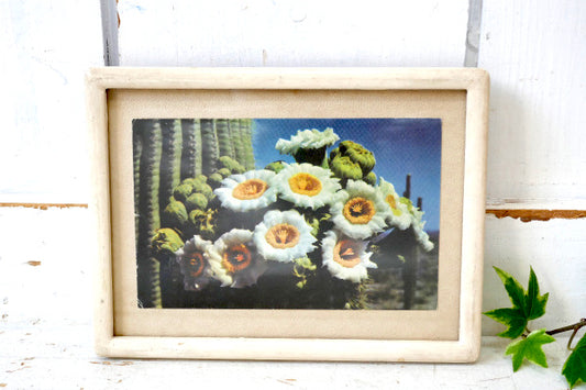 フェニックス アリゾナ サグアロ サボテン・ヴィンテージ・ポストカード US ハガキ・絵葉書・印刷物