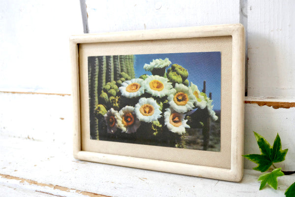 フェニックス アリゾナ サグアロ サボテン・ヴィンテージ・ポストカード US ハガキ・絵葉書・印刷物