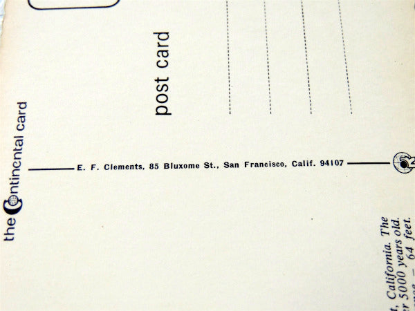 1950~1960s クラシックカー・カリフォルニア・観光スポット・ビンテージ・ポストカード・絵葉書