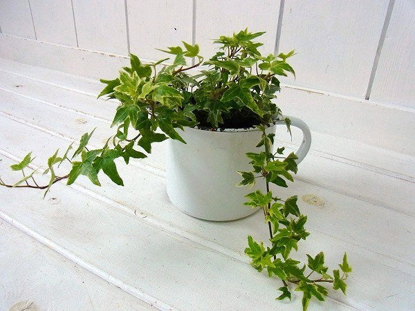 【BAUMANN】ドイツ製・白色・アンティーク・ホーローピッチャー