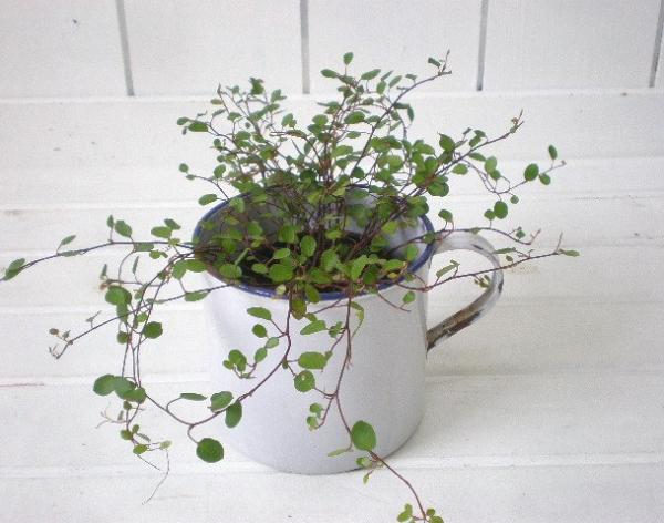 ドイツ製 大きなアンティーク・ホーローカップ/容器