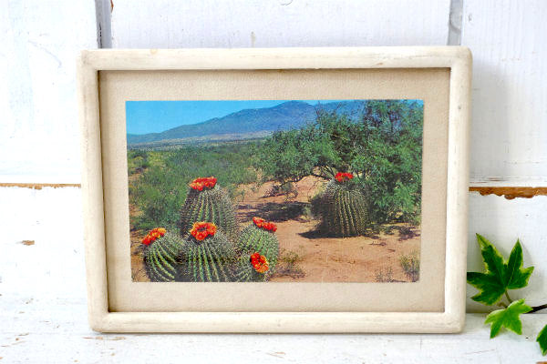 バレルサボテン US アリゾナ・ニューメキシコ・メキシコ 風景・ヴィンテージ・ポストカード