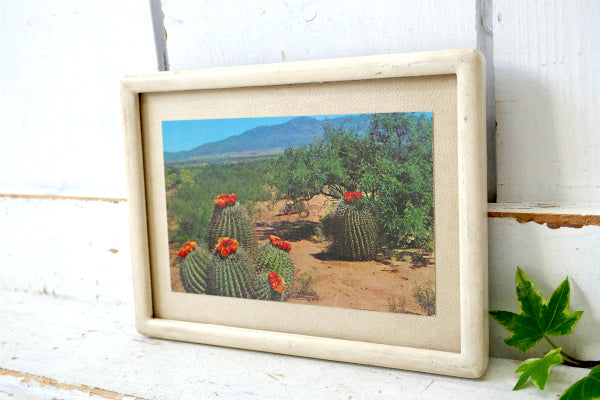 バレルサボテン US アリゾナ・ニューメキシコ・メキシコ 風景・ヴィンテージ・ポストカード