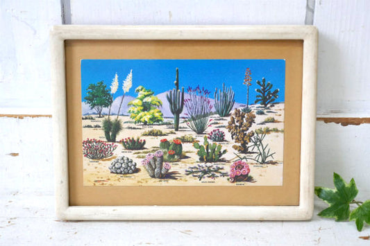 アリゾナ・サボテン 図録・ヴィンテージ・ポストカード US ハガキ・絵葉書・印刷物