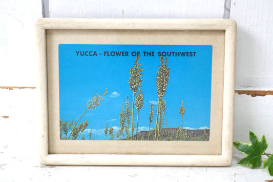 YUCCA ニューメキシコ・ヴィンテージ・ポストカード US ハガキ・絵葉書・印刷物