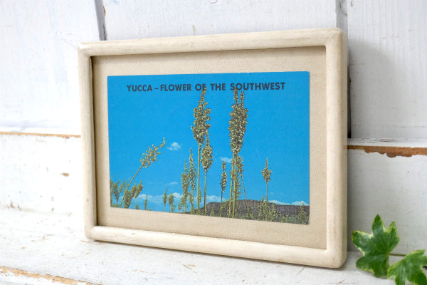 YUCCA ニューメキシコ・ヴィンテージ・ポストカード US ハガキ・絵葉書・印刷物