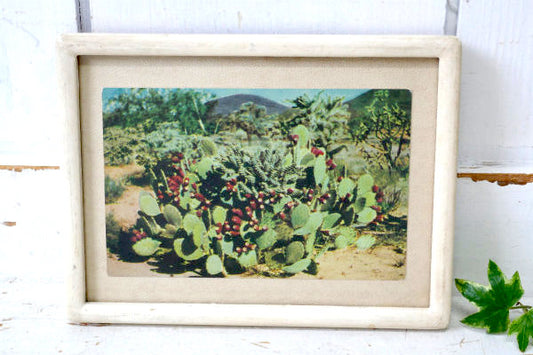 US アリゾナ・フェニックス・サボテン・ヴィンテージ・ポストカード ハガキ・絵葉書・印刷物