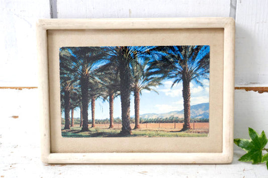 カリフォルニア コーチェラ・ヴァレー パームスプリングス 風景写真・ヴィンテージ・ポストカード US