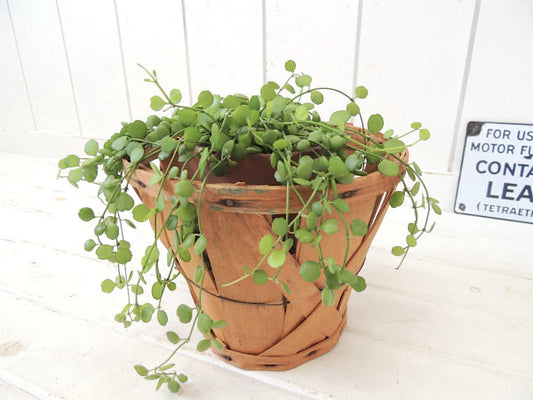 木製・アンティーク・アップルバスケット/ウッドバスケット/ラウンドバスケット USA