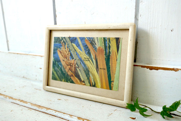 US アリゾナ SEX LIFE OF THE DATE PALM フェニックス 植物 風景 写真 ヴィンテージ・ポストカード 絵葉書 印刷物