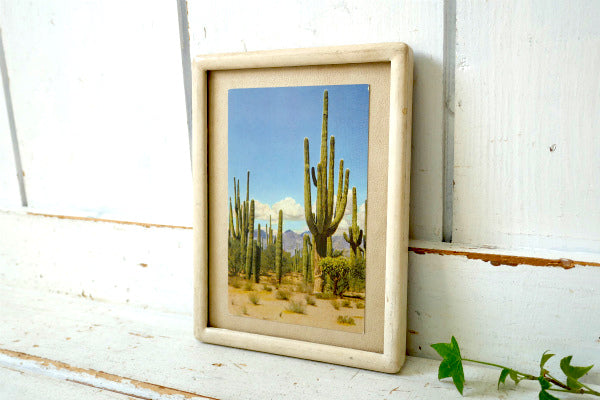 SAGUARO FOREST サグアロ 風景 写真 サボテン ヴィンテージ ポストカード ハガキ 絵葉書 印刷物