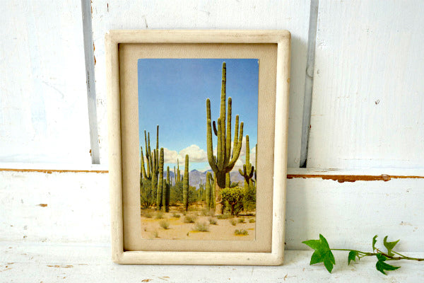 SAGUARO FOREST サグアロ 風景 写真 サボテン ヴィンテージ ポスト