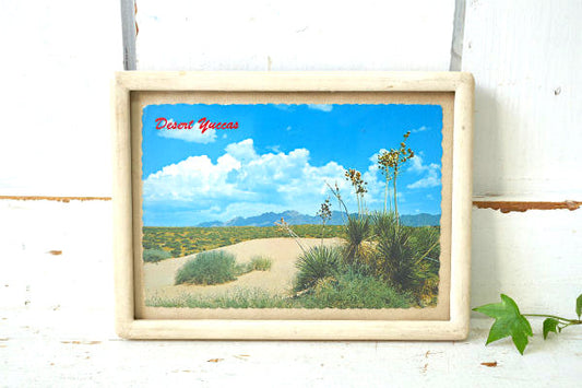 New Mexico ユッカ ニューメキシコ 多肉植物 サボテン ヴィンテージ ポストカード ハガキ 絵葉書 印刷物