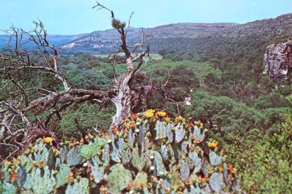 テキサス Texas Country 風景 写真 サボテン ヴィンテージ ポストカード ハガキ 絵葉書 印刷物