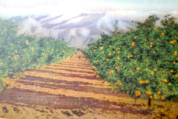 1940’s ORANGE GROVE  当時 カリフォルニア オレンジ 風景 写真 ・ヴィンテージ・ポストカード ハガキ・絵葉書・印刷物
