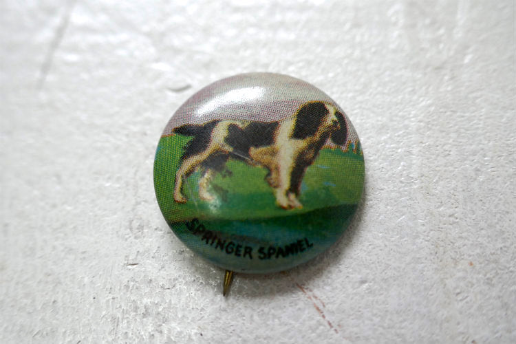 1930~1940y イングリッシュ・スプリンガー・スパニエル 愛犬 SPRING SPANIEL Dog  アンティーク＆ヴィンテージ 缶バッジ  USA デッドストック