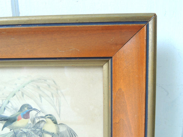 【サンバード】鳥・絵柄・印刷物・プリント入り・アンティーク・装飾・木製フレーム×ガラス製・額