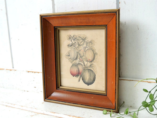 かぼちゃ・葉・スクワッシュ 印刷物・プリント入り・アンティーク・木製フレーム×ガラス製・額・壁飾り