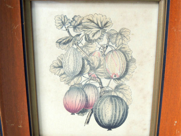 かぼちゃ・葉・スクワッシュ 印刷物・プリント入り・アンティーク・木製フレーム×ガラス製・額・壁飾り