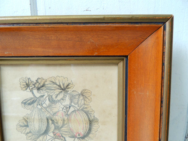 かぼちゃ・葉・スクワッシュ 印刷物・プリント入り・アンティーク・木製フレーム×ガラス製・額・壁飾り