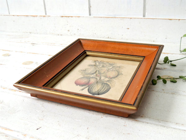 かぼちゃ・葉・スクワッシュ 印刷物・プリント入り・アンティーク・木製フレーム×ガラス製・額・壁飾り