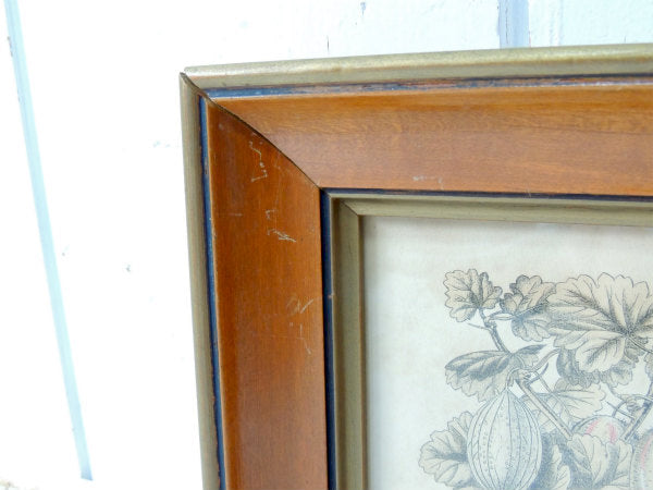 かぼちゃ・葉・スクワッシュ 印刷物・プリント入り・アンティーク・木製フレーム×ガラス製・額・壁飾り