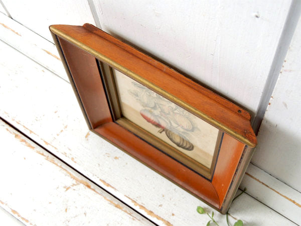 かぼちゃ・葉・スクワッシュ 印刷物・プリント入り・アンティーク・木製フレーム×ガラス製・額・壁飾り