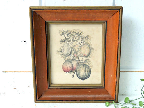 かぼちゃ・葉・スクワッシュ 印刷物・プリント入り・アンティーク・木製フレーム×ガラス製・額・壁飾り