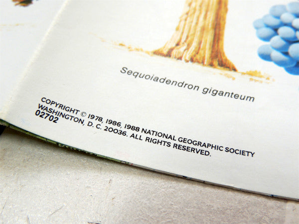 ナショナル ジオグラフィック カリフォルニア州&ネバダ州・80's ヴィンテージ・マップ・地図