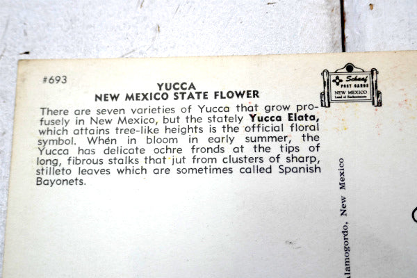 USA ニューメキシコ 州旗 Yucca ユッカ 花・ヴィンテージ・ポストカード ハガキ・絵葉