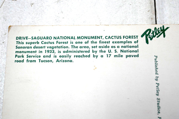1933s アリゾナ・サワロ国立公園 ナショナルパーク・ドライブ・サボテン・ビンテージ ポストカード
