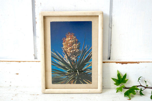 YUCCA ユッカ 花 ニューメキシコ・ヴィンテージ・ポストカード ハガキ・絵葉書・印刷物 US
