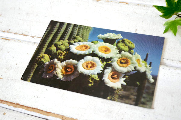 フェニックス アリゾナ サグアロ サボテン・ヴィンテージ・ポストカード US ハガキ・絵葉書・印刷物