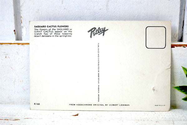 フェニックス アリゾナ サグアロ サボテン・ヴィンテージ・ポストカード US ハガキ・絵葉書・印刷物