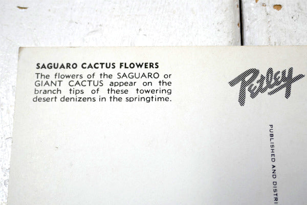 フェニックス アリゾナ サグアロ サボテン・ヴィンテージ・ポストカード US ハガキ・絵葉書・印刷物