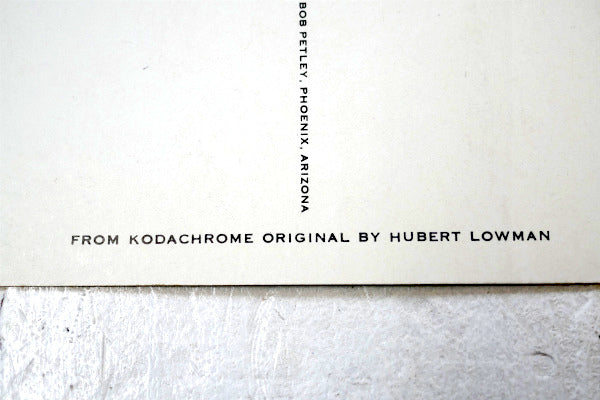 フェニックス アリゾナ サグアロ サボテン・ヴィンテージ・ポストカード US ハガキ・絵葉書・印刷物