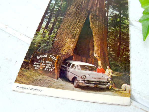 1950~1960s クラシックカー・カリフォルニア・観光スポット・ビンテージ・ポストカード・絵葉書