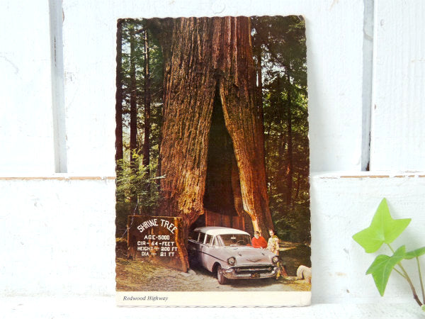 1950~1960s クラシックカー・カリフォルニア・観光スポット・ビンテージ・ポストカード・絵葉書