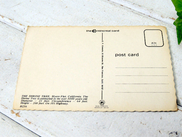 1950~1960s クラシックカー・カリフォルニア・観光スポット・ビンテージ・ポストカード・絵葉書