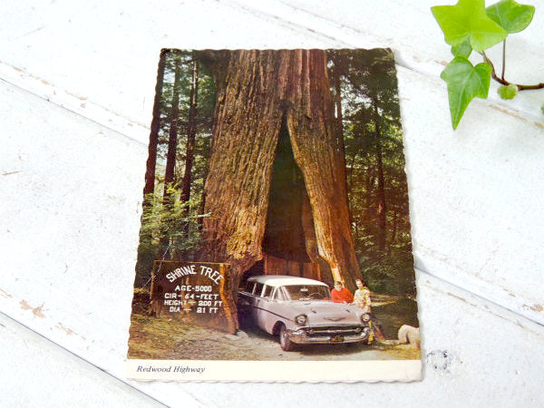 1950~1960s クラシックカー・カリフォルニア・観光スポット・ビンテージ・ポストカード・絵葉書