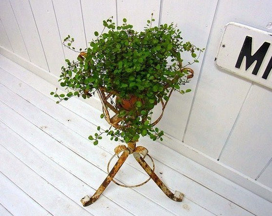 アイアン製・アンティーク・ポットスタンド/フラワースタンド　USA