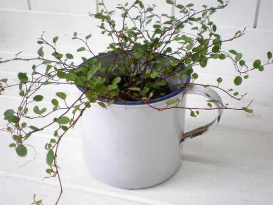 ドイツ製　大きなアンティーク・ホーローカップ/容器